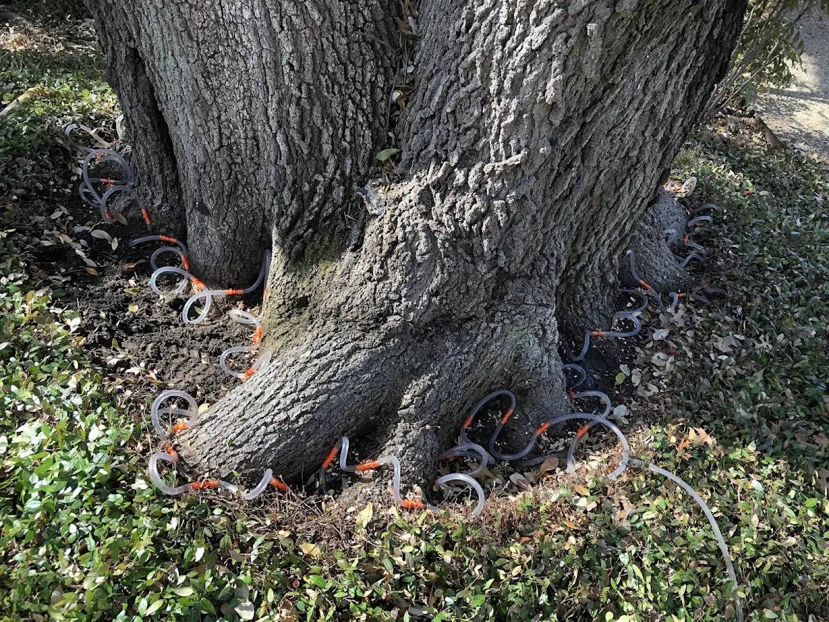 Detailed Tree Cabling and Bracing job site in Tripp