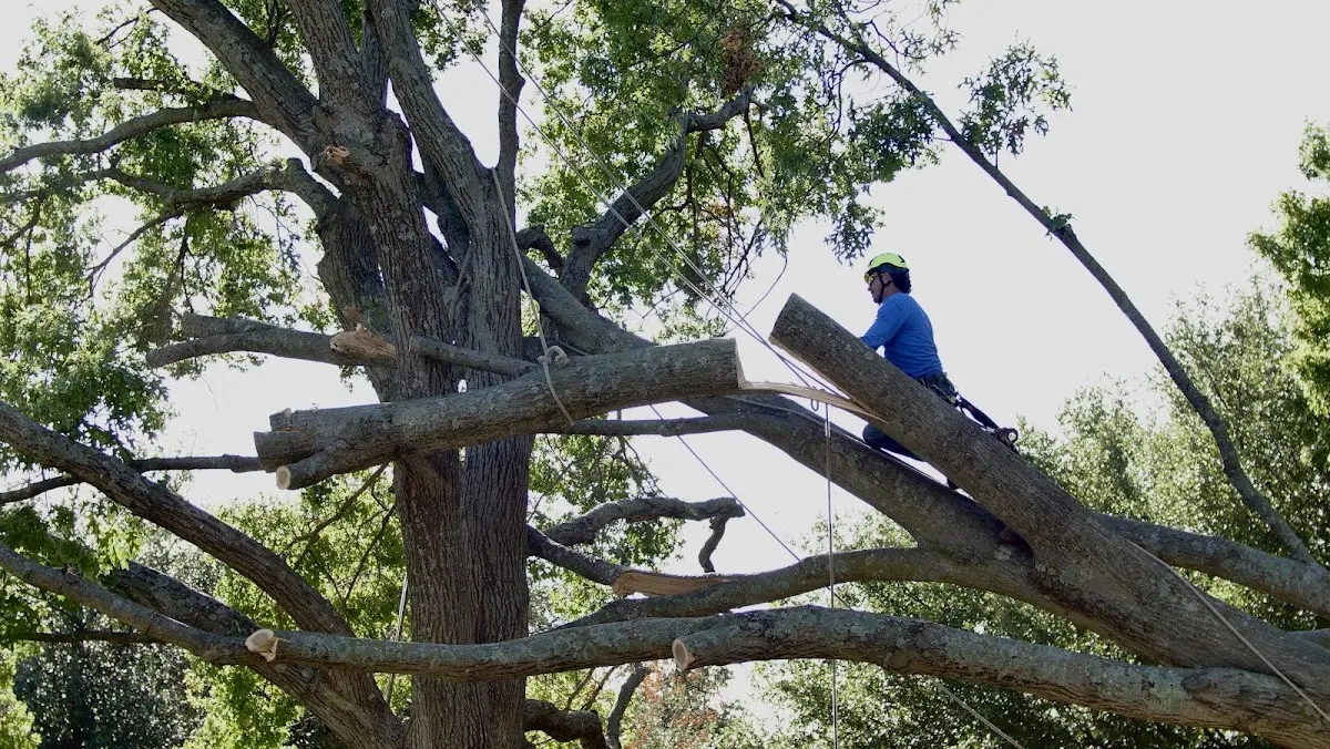 Professional Crown Thinning performed by certified arborists in Tripp