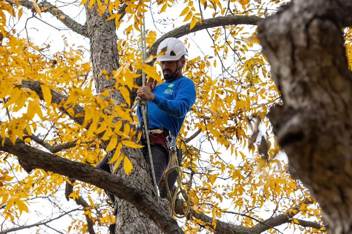 Skilled Storm Damage Cleanup crew working in Tripp